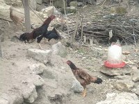 1 yaşında Brezilya Hint horozu