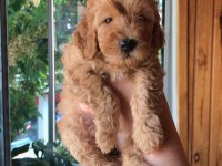 toy poodle bebeklerimiz
