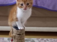 Oyunbaz bıcır scottish fold