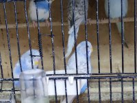 25 adet muhabbet kuşu sahiplendireceğim