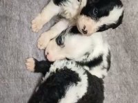Sağlıklı Border collie yavrularımız