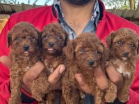 Toy poodle yavrusu