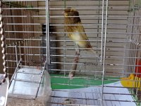 Sarı fırtına kuşumuz