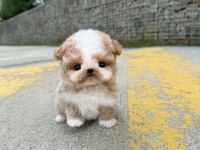 Seker Kıvamında Maltipoo Bebeklerimiz
