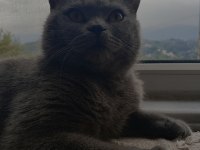 British shorthair oğlum