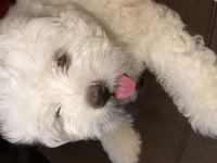 Sahibinden maltese terrier