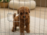 Orjinal Sağlık Irk Garantili Sözleşmeli Toy Poodle