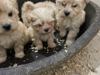 (SDK) çiftlikten sıfır numara maltese terrierler