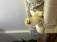 2 yaşında erkek pomeranian köpeğimiz