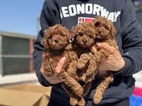 Ankarada ziyarete açık kore toy poodle yavrular