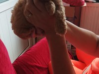 2,5 aylık dişi toy poodle