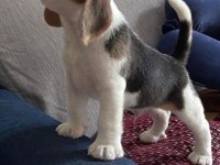 BEAGLE BEBEKLER