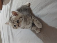 7 haftalık erkek yavru british longhair