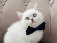Teslime hazır erkek british shorthair yavrumuz