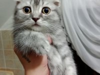 Tatlış ponçik scottish fold silver