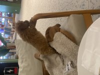 Sahibinden toy poodle dişi