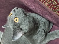 1.5 Yaşında Dişi Kısır British Shorthair