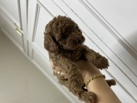 Sevecen tatlı poodle bebişler