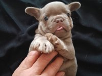İsabella and tan french bulldog