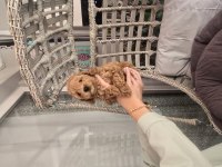 Erkek Toy Poodle