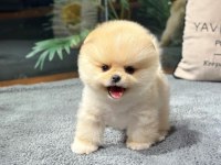 Sevimli Minik Pomeranian Dostlarımızı Görmek İster Misiniz?