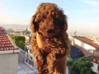 Toy Poodle Yavrular