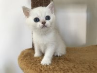 Mama karşılığında british shorthair kedimiz