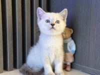 A KALİTE TOP KAFA BLUEPOİNT VE GRİ YAVRULAR