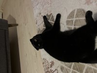 Ücretsiz sahiplendirme siyah kedimiz
