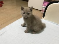 Safkan British Shorthair, 2 Aylık, Oyuncu Oğlumuz Luffy
