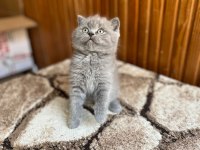 Gri British Shorthair Güzellikler
