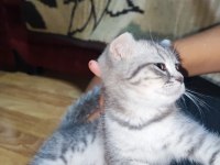 Scottish fold yavrumu sahiplendiriyorum