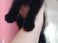 British shorthair silver cocolate cinsi safkan