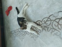 Aşılı bakımlı eğitimli 7 aylık ev kedisi