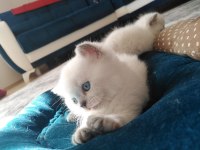 Muhteşem British Shorthair Blue Point Yavrularımız