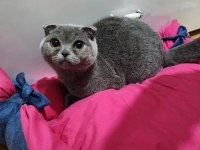 ALTI AYLIK DİŞİ SCOTTİSH FOLD KEDİMİ SAHİPLENDİRİYORUM