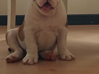 KAR TOPU İNGİLİZ BULLDOG YAVRULARIMIZ