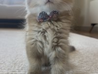 British longhair golden ny25