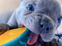 Blue Lilac Tan French Bulldog