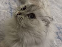 Scottish fold dişi 12 aylık