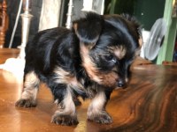 Ankaranın en güzel tea cup yorkshire terrier leri