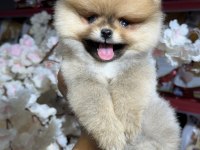 Federasyon kayıtlı pomeranian bebekler