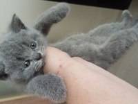 Scottish fold yavrular teslime hazır
