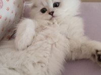 Anne baba secereli 3 aylık scottish fold long hair silver