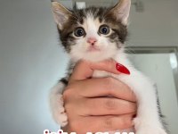MİNİ MİNİ TEKİR KEDİLER YENİ SICAK YUVALARINI ARIYORUZ