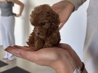 Toy Poodle Orijinal