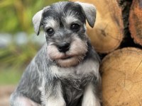 Miniature Schnauzer Pepper and Salt (FCI Pedigree)