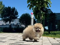 Pomeranian yavru 2,5 aylık köpeğimiz