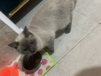 British shorthair 1,5 yaşında