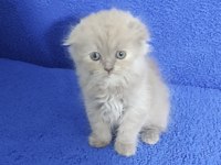 İstanbul içi Adrese teslim lilak scottish fold longhair